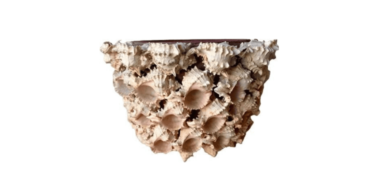 Vintage Shell Planter from Etsy